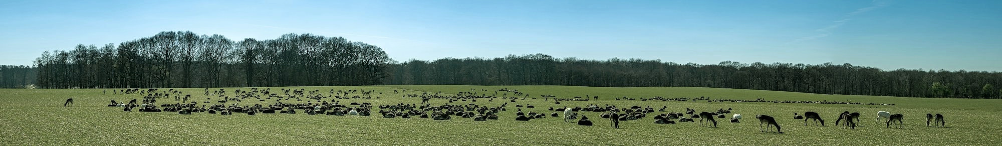 Søen i Dyrehaven ved Klampenborg
